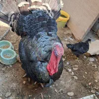 بوقلمون نر یک ساله  سالم وچاق