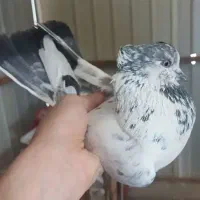 کفتر کبوتر پرشی