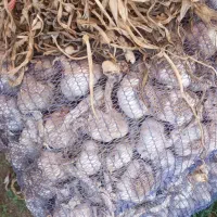 سیر خشک|عمده‌فروشی|اصلاندوز, |دیوار