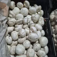 قارچ فله لوکس و درجه ۱ ضعیف