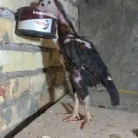 جوجه خروس لاری اصیل