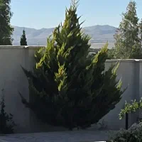 فروش ۲۰ اصله درخت سرو لاوسن طلایی