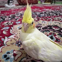 کوکاتیل عروس هلندی سخنگو فول دستی