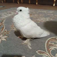 کبوتر فروشی