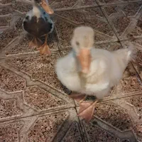 جوجه اردک و قو غاز