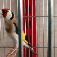 فروش سهره کار و جفتی