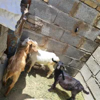 کهره سانن