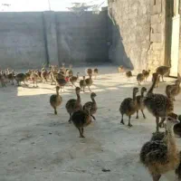 جوجه شتر مرغ هچری