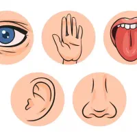 جذب مدرس زبان