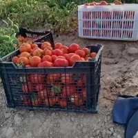 گوجه فرنگی ولایتی