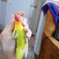 دو عدد طوطی کوتوله