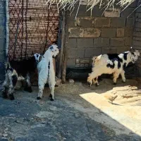 بزغاله شیری چاق