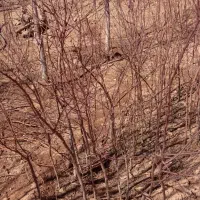 نهال بادام خوب