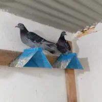کفتر