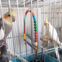 یک جفت عروس هلندی سخنگو با یک جوجه ودو تخم