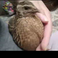 بلدرچین