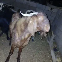 چند راس بز زاییده و نربز چاق