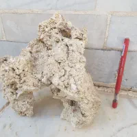 لایو راک آب شور