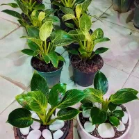 گل طبیعی و آپارتمانی فیلندرون برکین عمده و تک