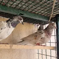 کفتر پرش سنگین