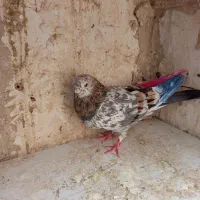کفتر|پرنده|فردوسیه, |دیوار