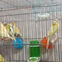 قناری های جوان و با کیفیت