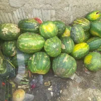 ضایعات میوه کاه هندونه هویج سیب زمینی