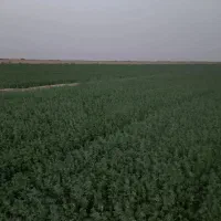 یونجه تمیز