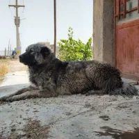 سگ ماده سرابی