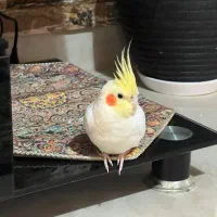 خواهان عروس هلندی ماده