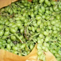 قورع واسع آبغوره و قورع شورع