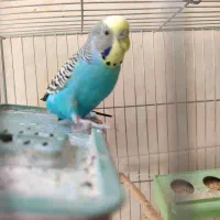 فروش یک جفت مرغ عشق دونه ای ۲۰۰ هزار