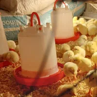 جوجه‌گوشتی نژادراس