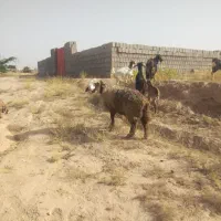 میش