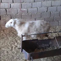 بره نر رگایی