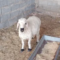 بره نر وطنی چاق