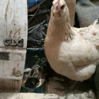 مرغ مادر با ۸ عدد جوجه۳ روزه