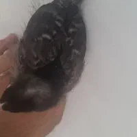 آمروک اصل آمریکا