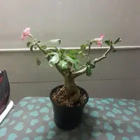 بونسای ادنیوم
