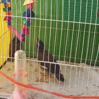 جوجه پرنده مینا