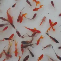 ماهی قرمز عمده