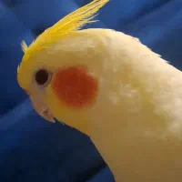 عروس هلندی نر،سخنگو