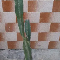گل و گیاه