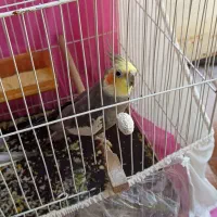 یک جفت عروس هلندی زیبا
