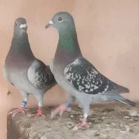 کفتر کبوتر پلاکی مسافتی