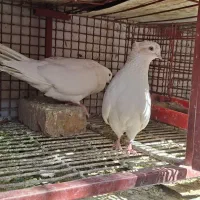 کبوتر سفید چشم زرد