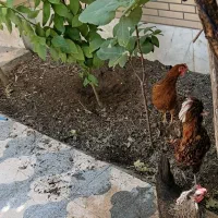 یک عدد خروس قیمت ۱۶۰۰    دوعدد مرغ دونه ای ۷۰۰