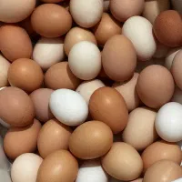 تخم مرغ محلی درجه ۱