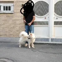 سگ چاوچاو خرسی