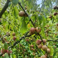 الوخونی تازه